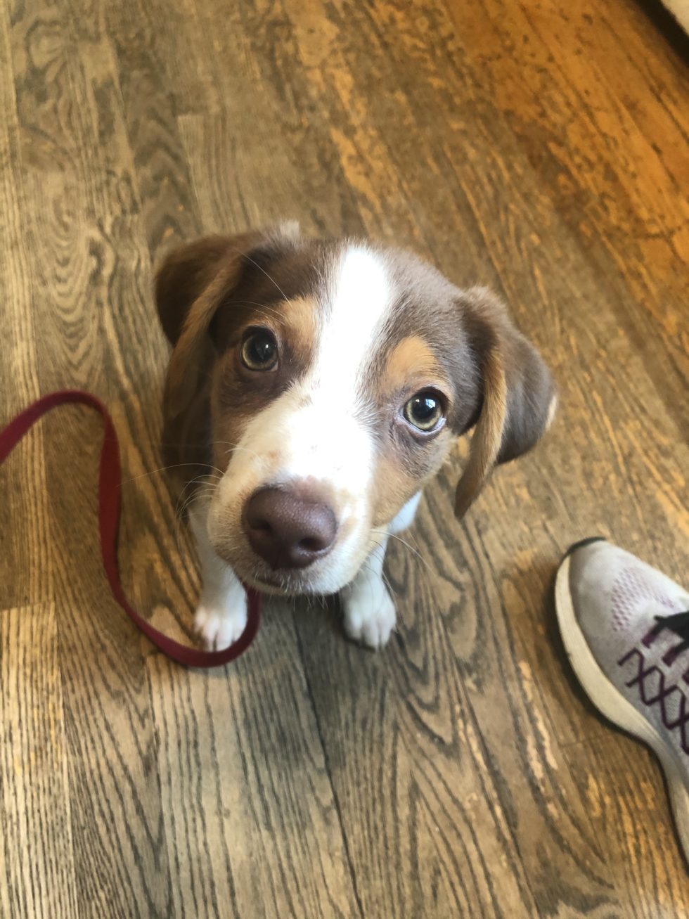 Village Animal Clinic of Dexter Dexter Veterinary Clinic